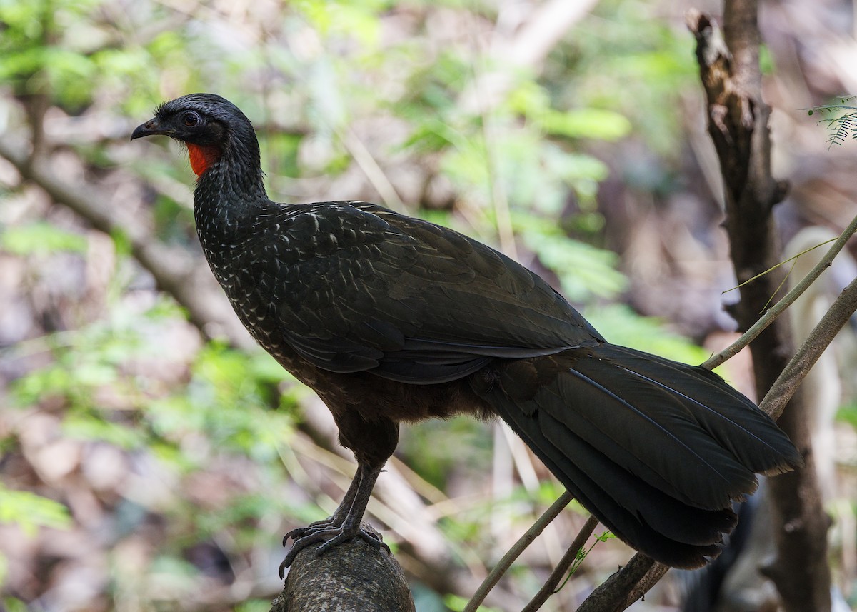 Pénélope yacouhou - ML644227535