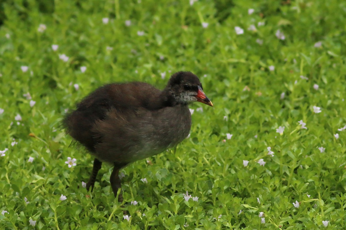 Eurasian Moorhen - ML644227546