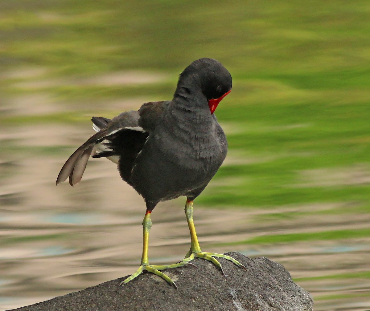 Eurasian Moorhen - ML644227547
