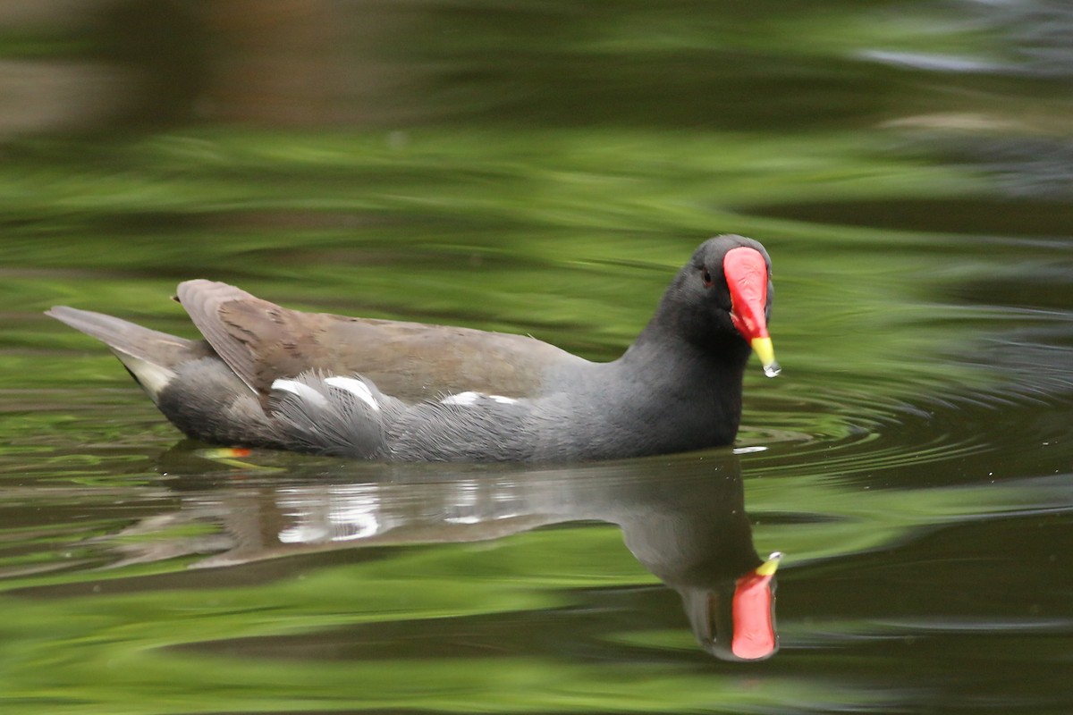 Eurasian Moorhen - ML644227548
