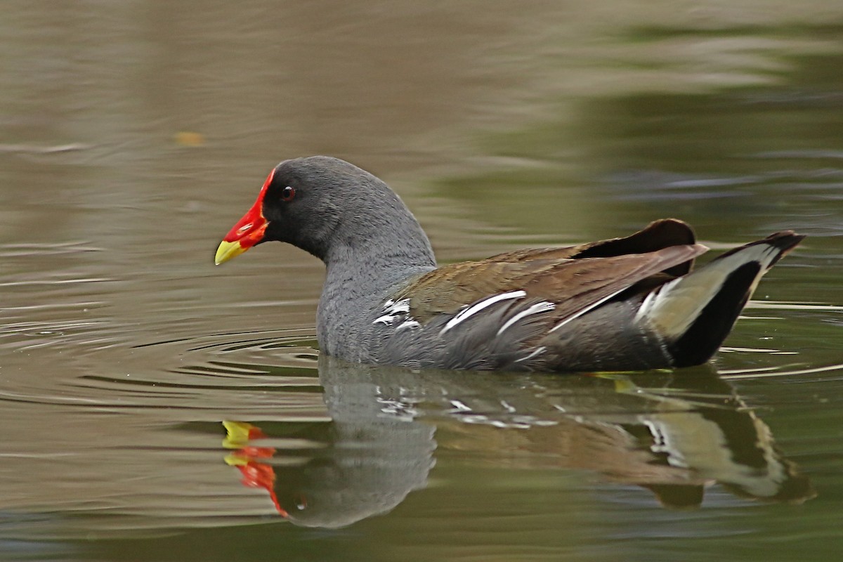 Eurasian Moorhen - ML644227549