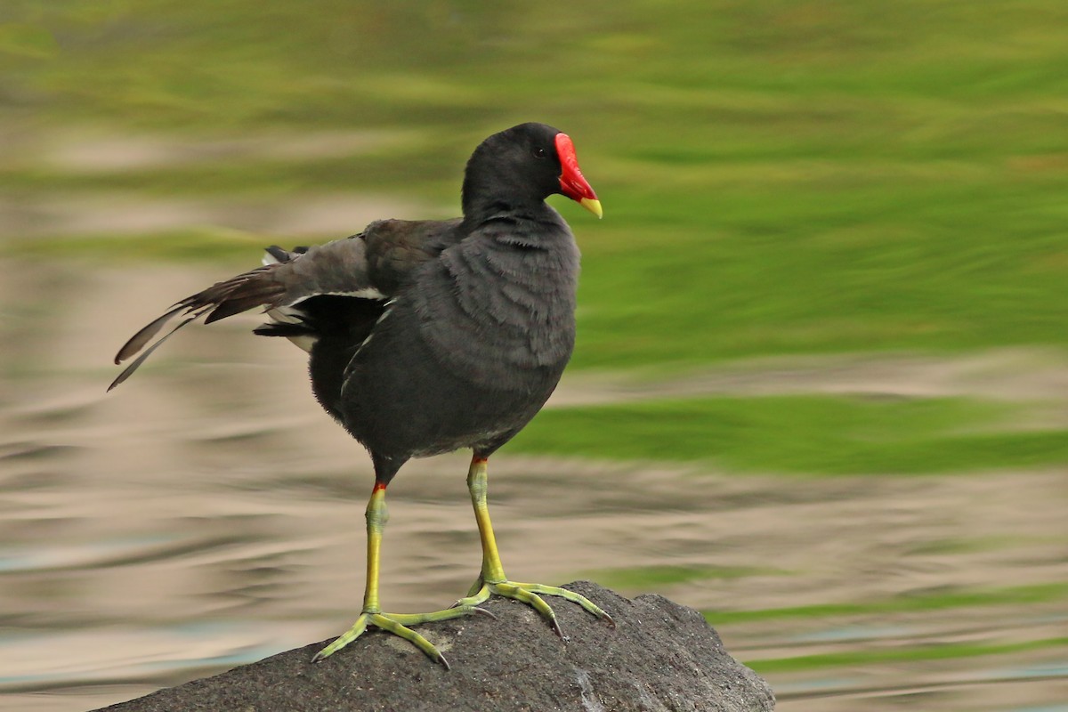 Eurasian Moorhen - ML644227550