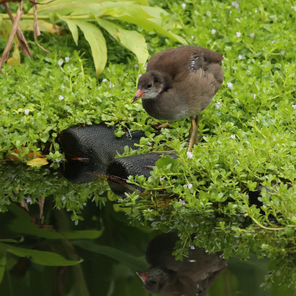 Eurasian Moorhen - ML644227551