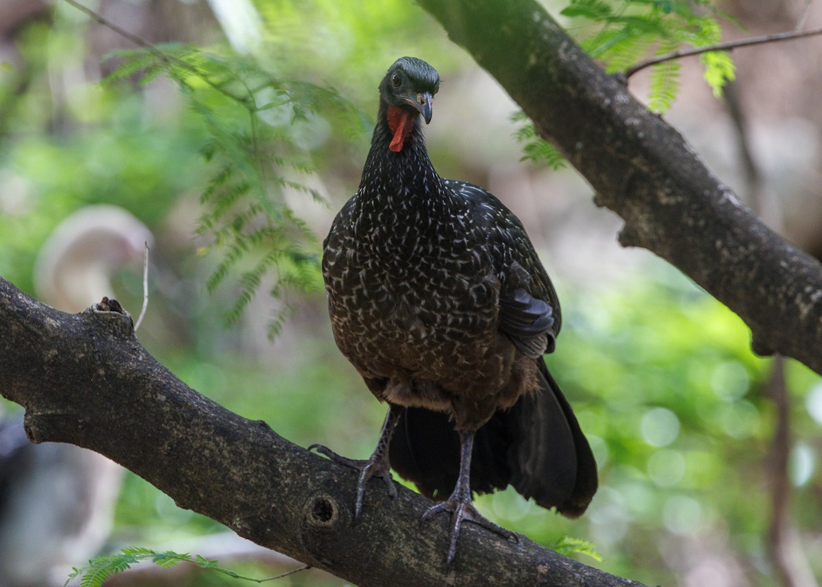 Pénélope yacouhou - ML644227552
