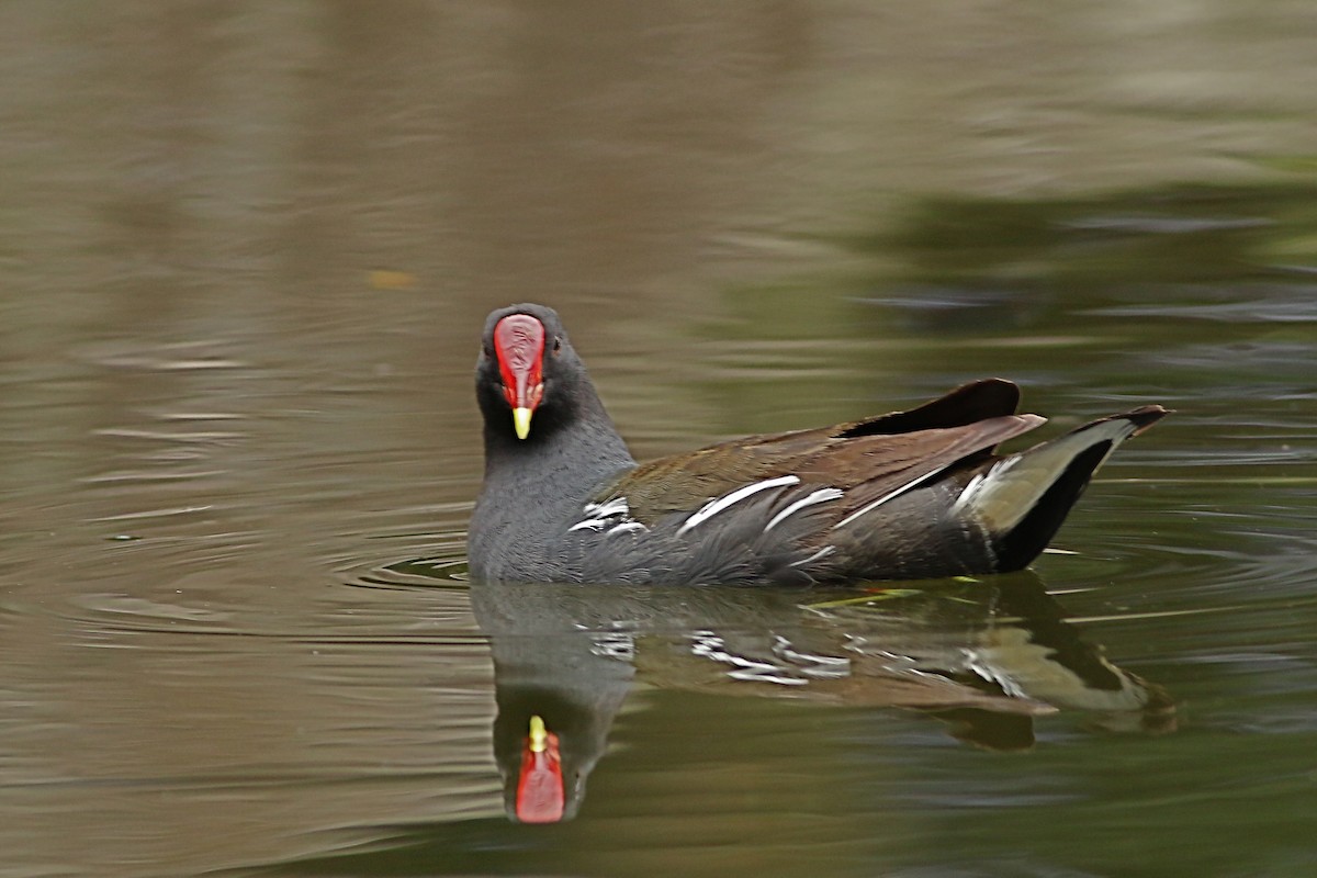Eurasian Moorhen - ML644227553