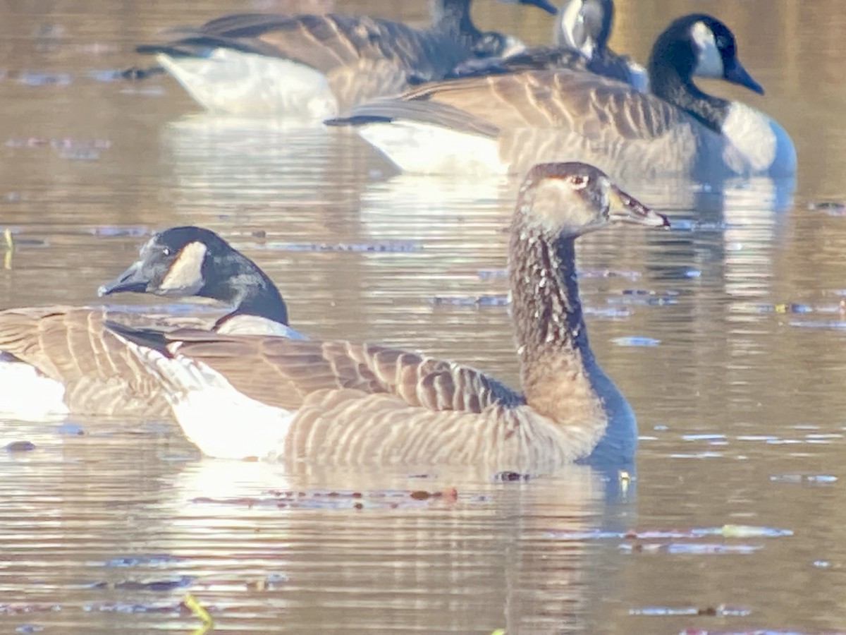 Канад галуу - ML644227555