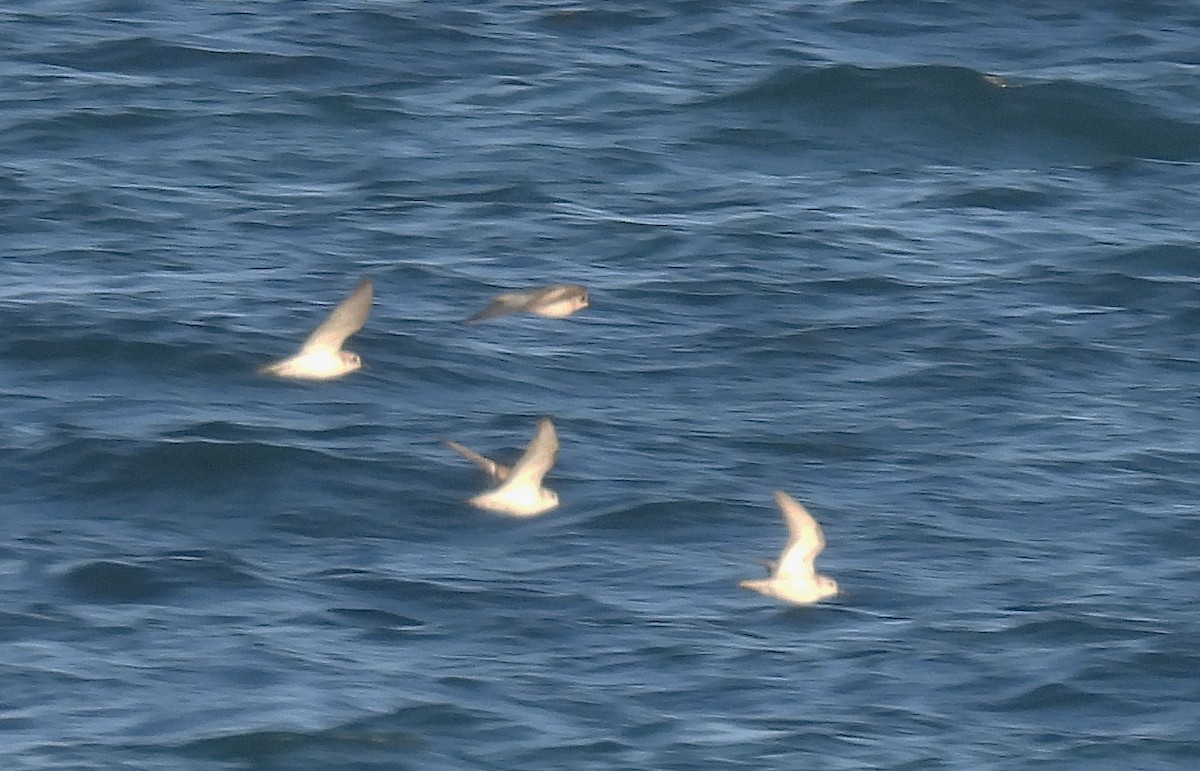 Sanderling - ML644227561