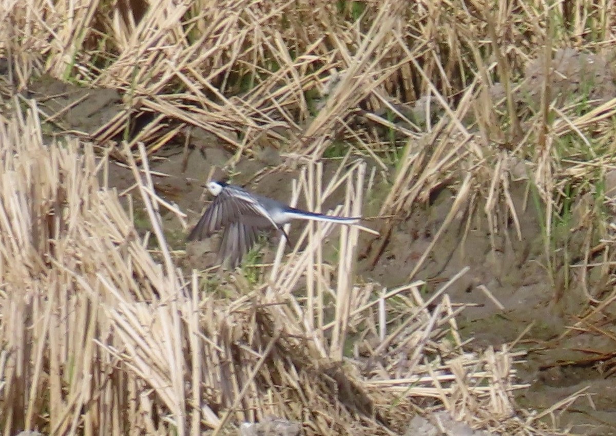White Wagtail - ML644227562