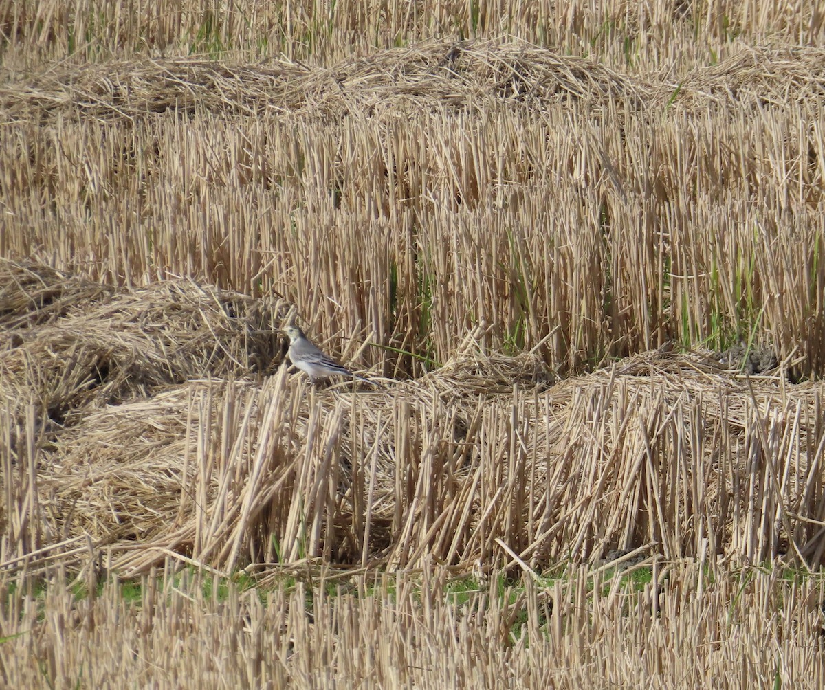 White Wagtail - ML644227563
