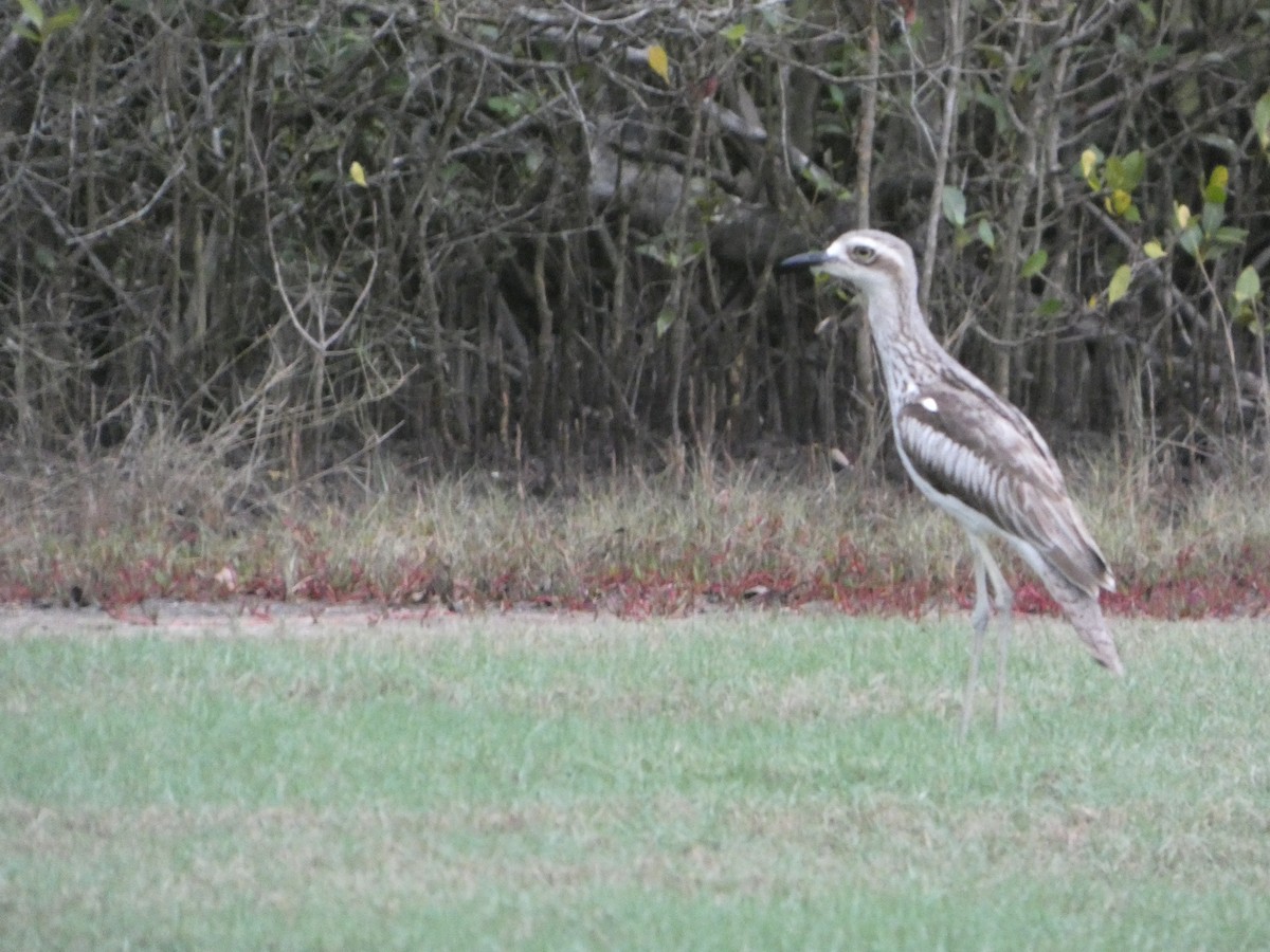 Bush Thick-knee - ML644227564