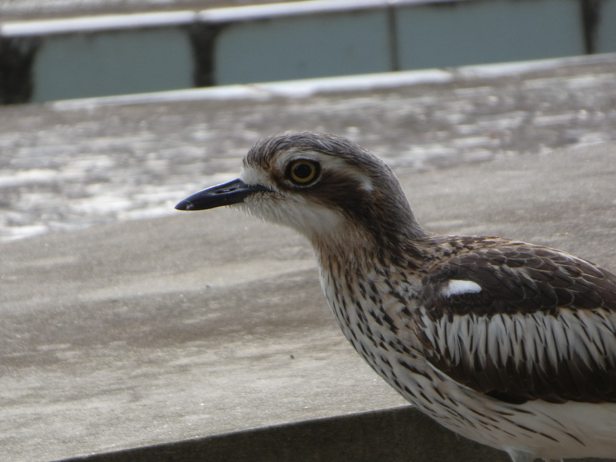 Bush Thick-knee - ML644227566
