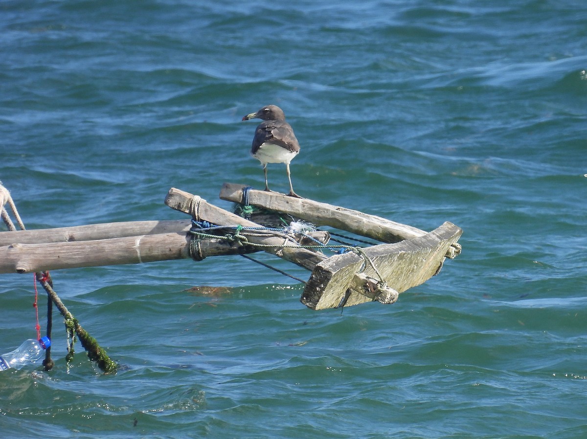 Sooty Gull - ML644227576