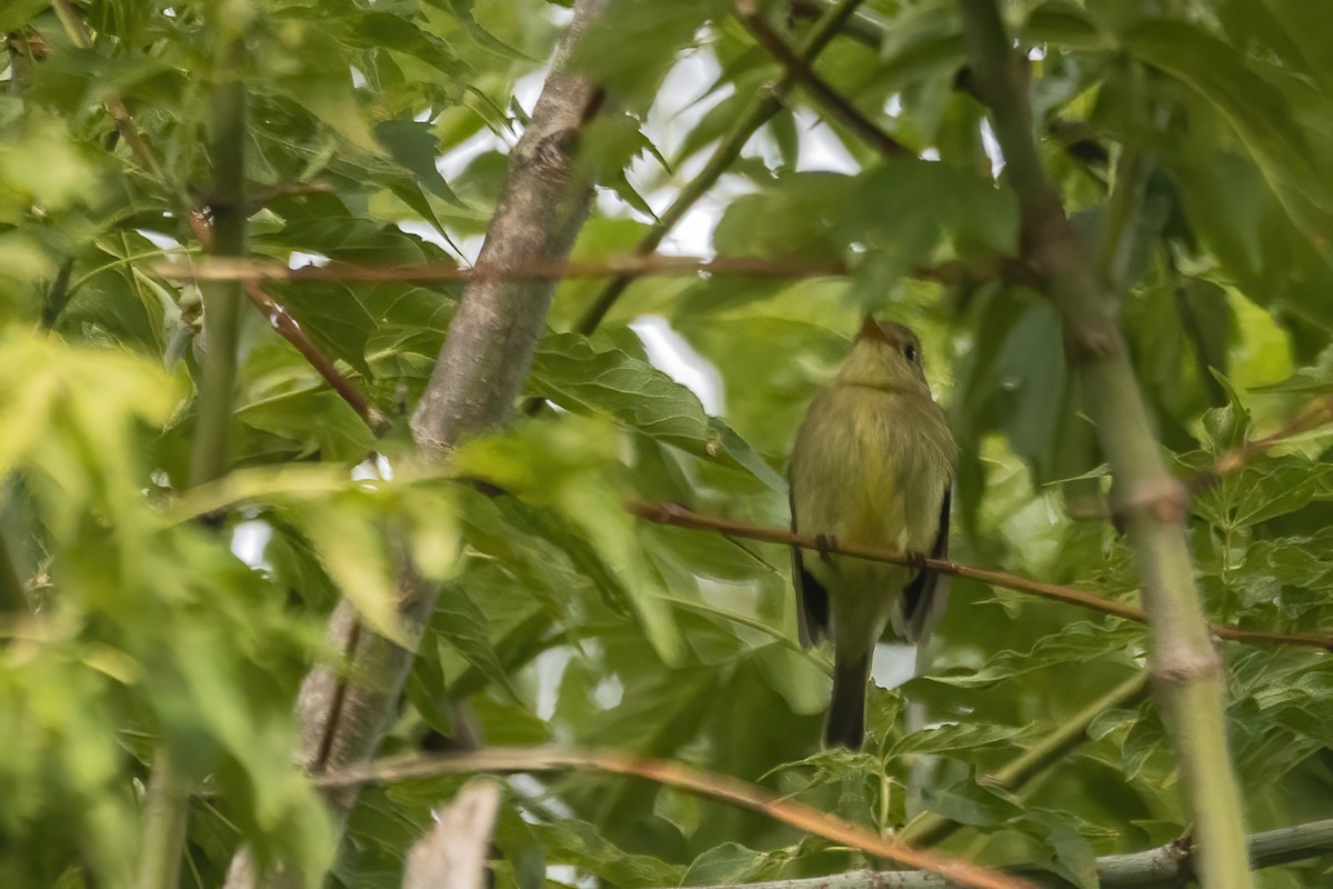 Yellow-bellied Flycatcher - ML644227579
