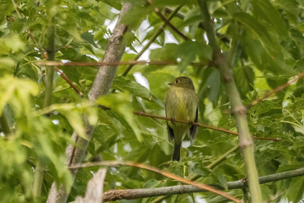 Yellow-bellied Flycatcher - ML644227580
