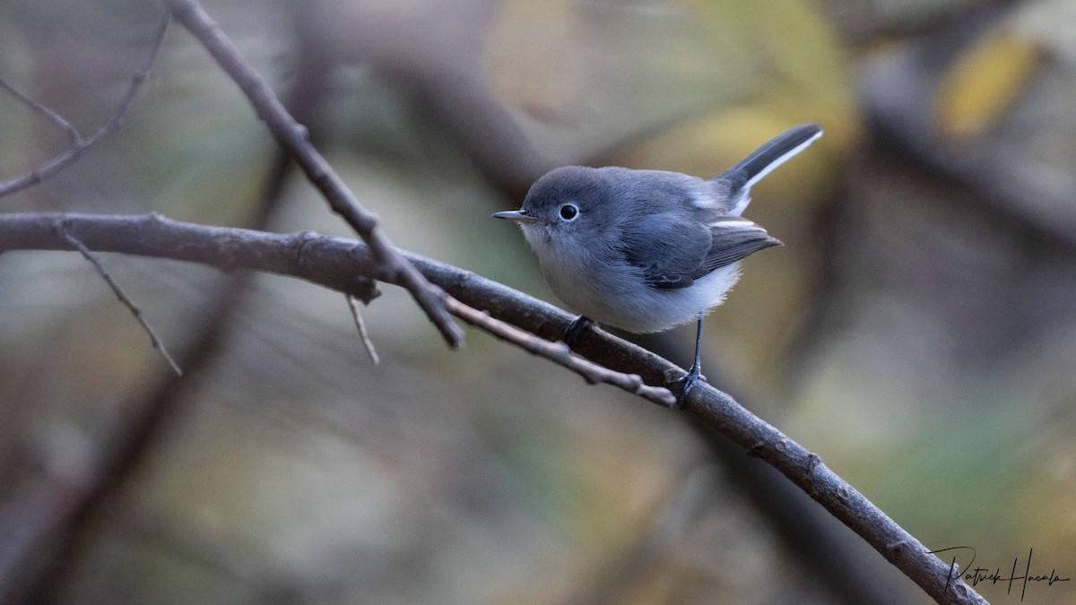 Blue-gray Gnatcatcher - ML644227585