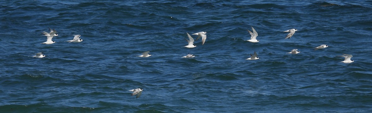 Common Tern - ML644227598