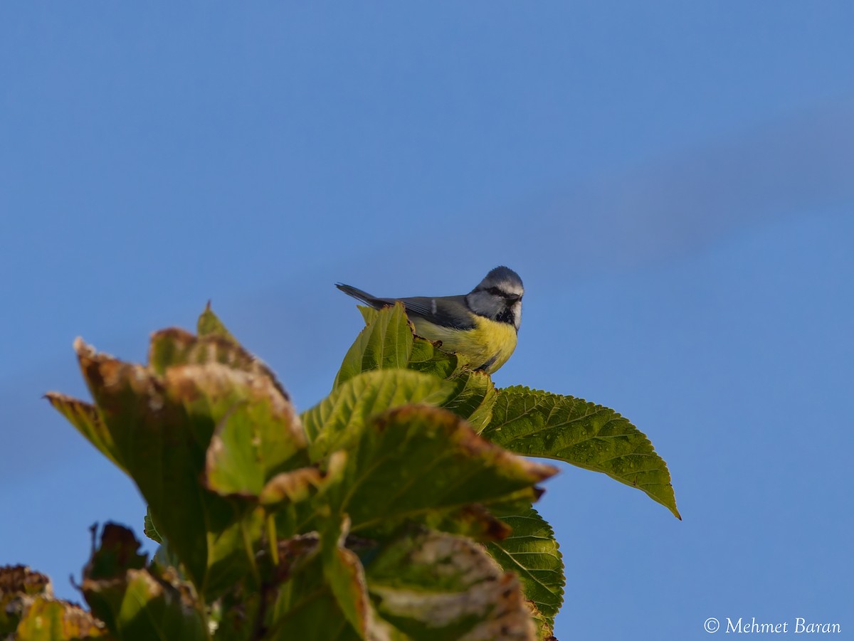 Eurasian Blue Tit - ML644227626