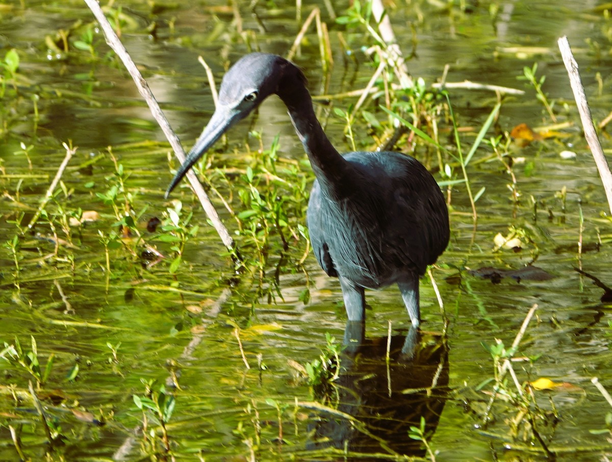 Little Blue Heron - ML644227627