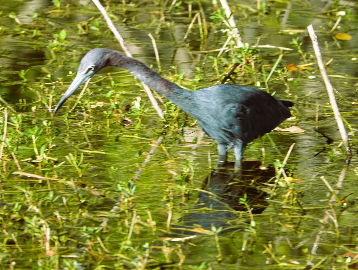 Little Blue Heron - ML644227629