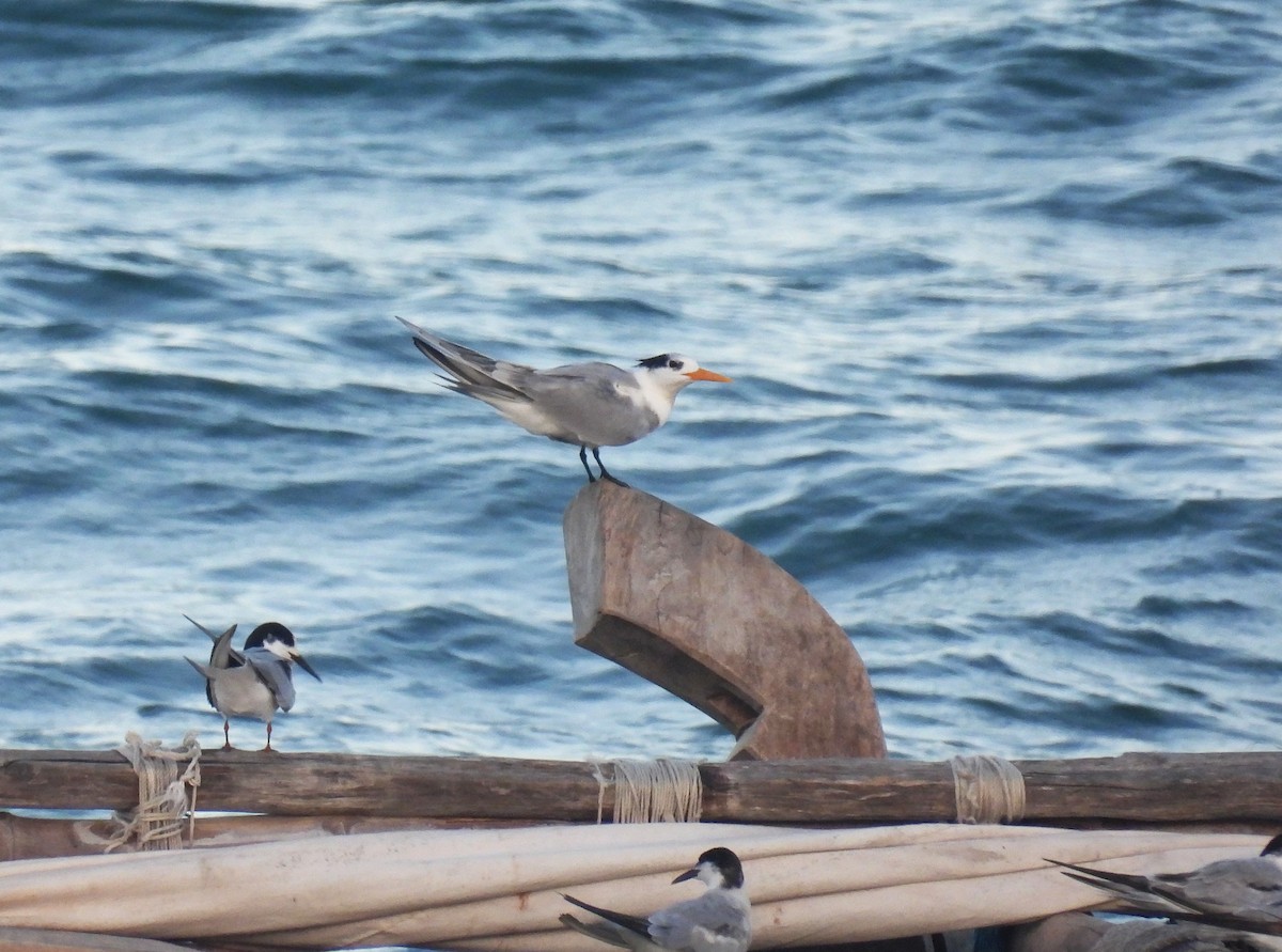Lesser Crested Tern - ML644227630