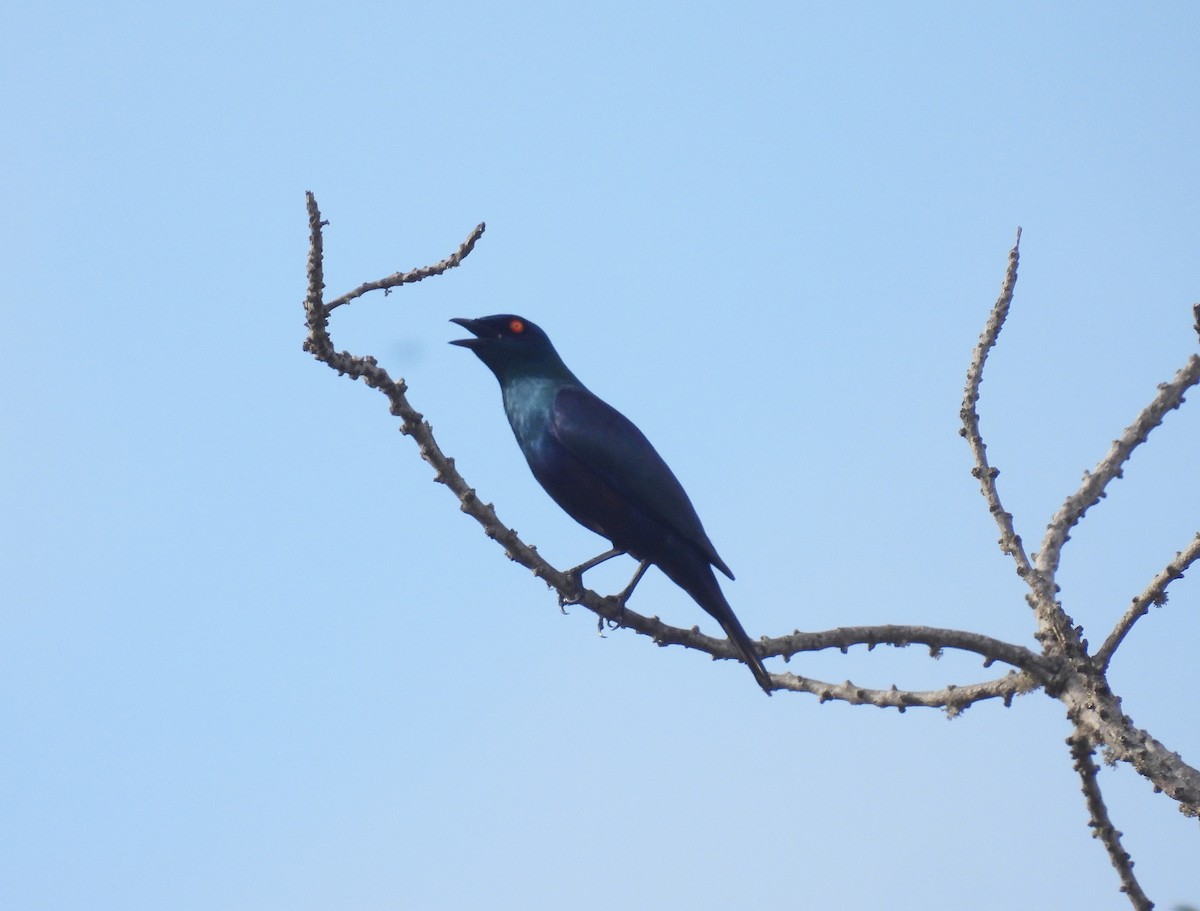Black-bellied Starling - ML644227658
