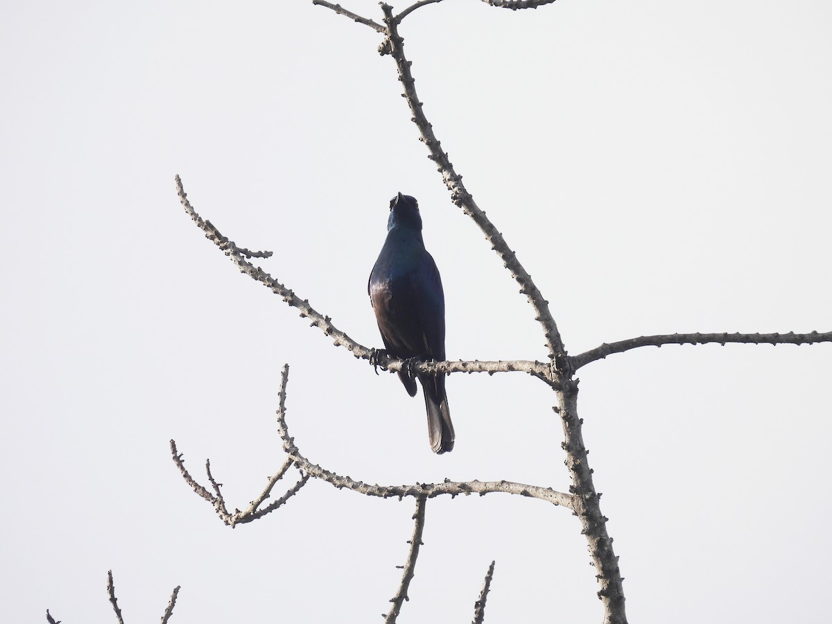 Black-bellied Starling - ML644227659