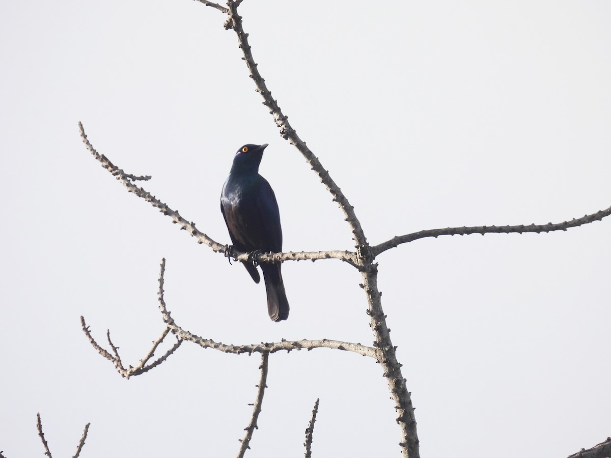 Black-bellied Starling - ML644227660