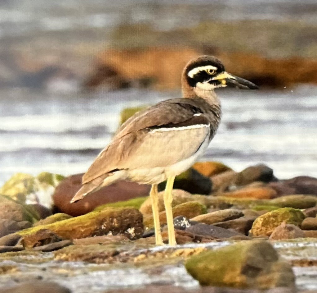 Beach Thick-knee - ML644227674