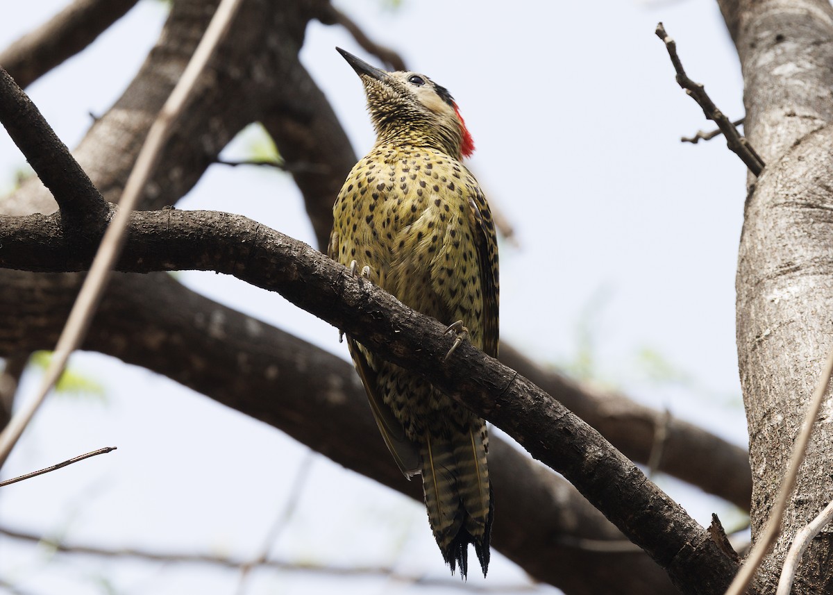 Декол плямистоволий (підвид melanochloros/nattereri) - ML644227679