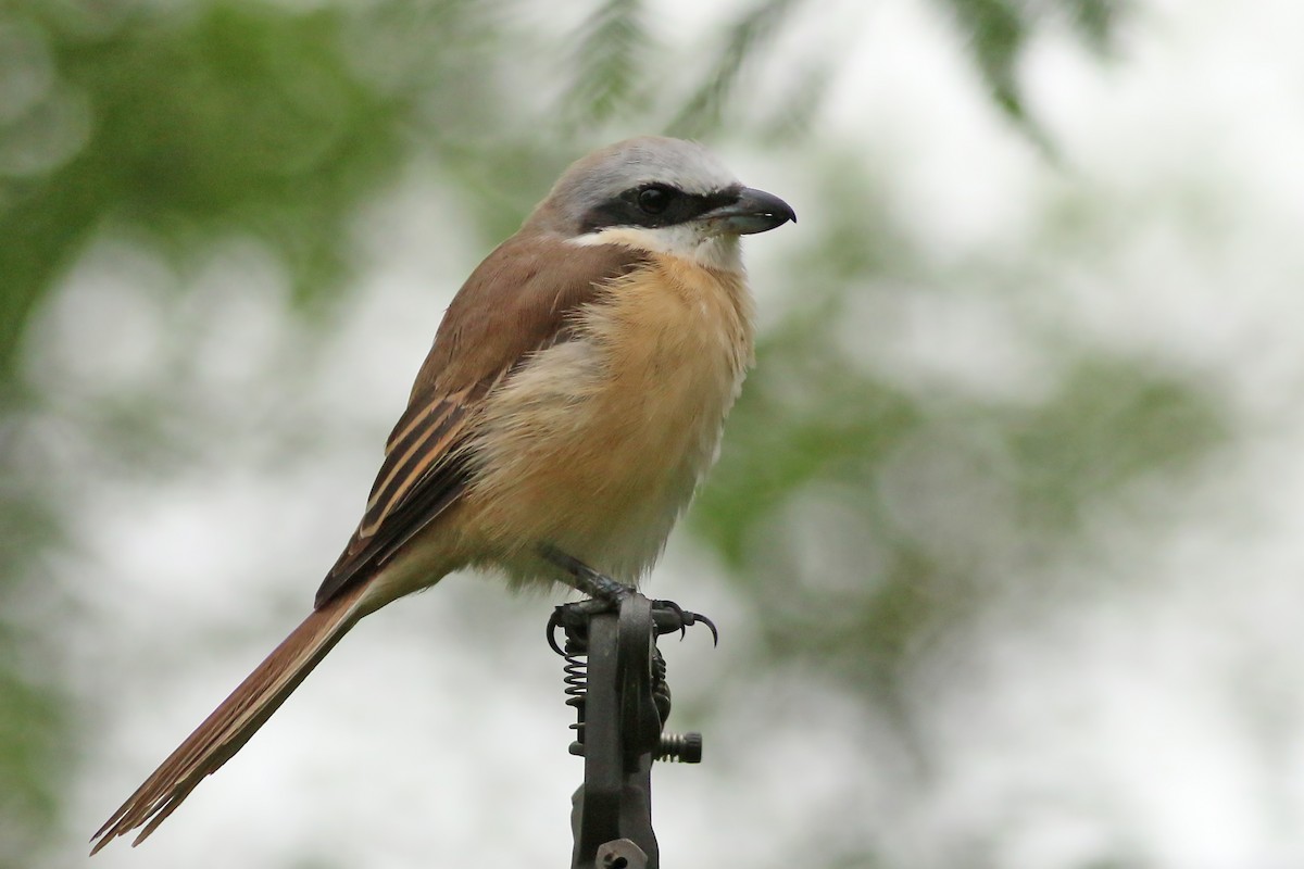 brunvarsler (lucionensis) - ML644227680