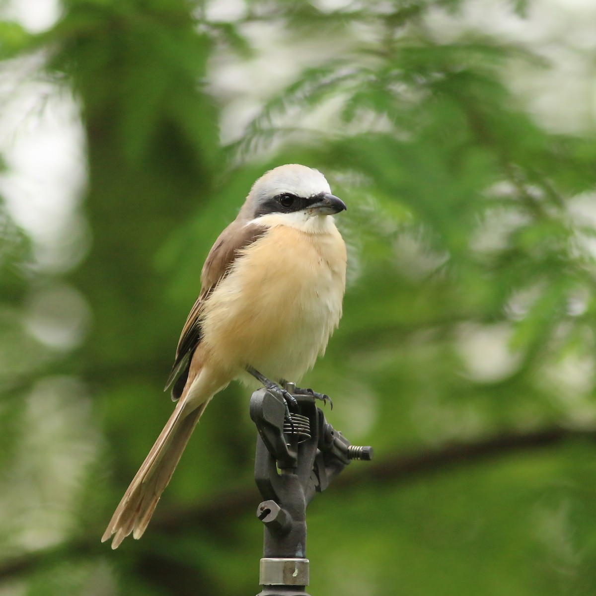 brunvarsler (lucionensis) - ML644227681