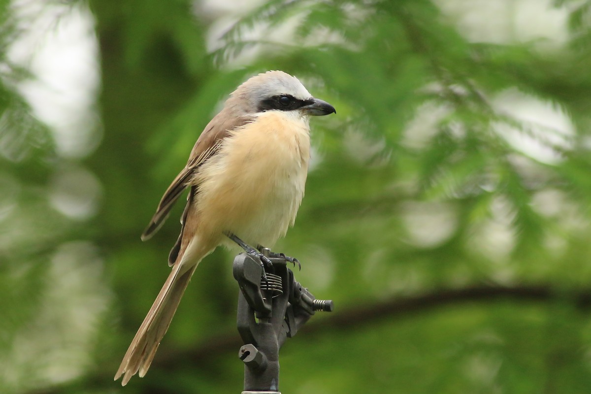 brunvarsler (lucionensis) - ML644227682