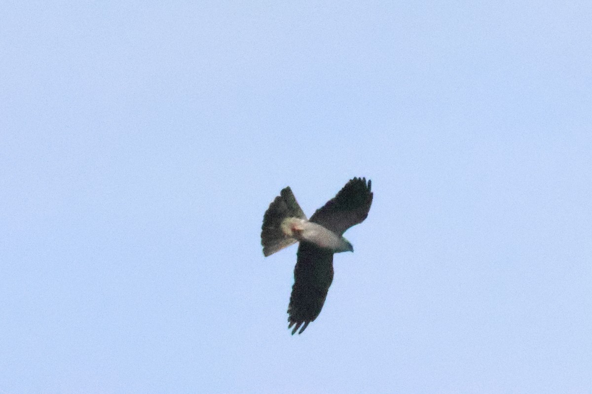 Mississippi Kite - ML644227706