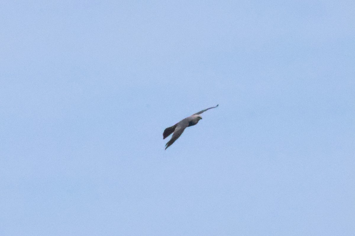 Mississippi Kite - ML644227710