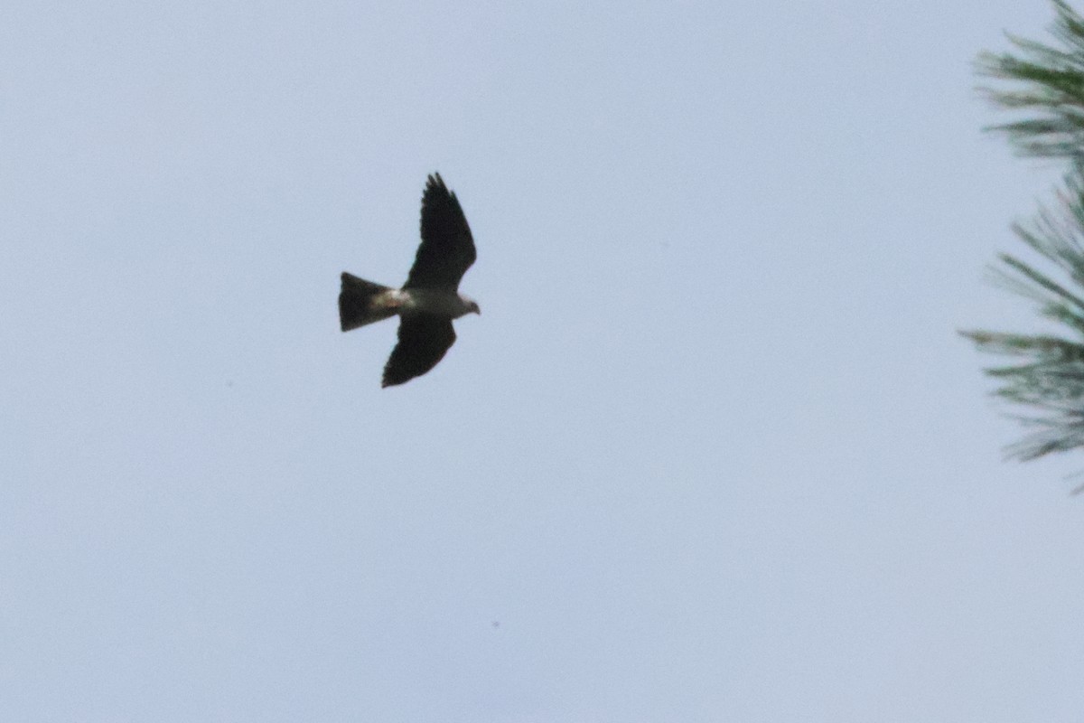 Mississippi Kite - ML644227712