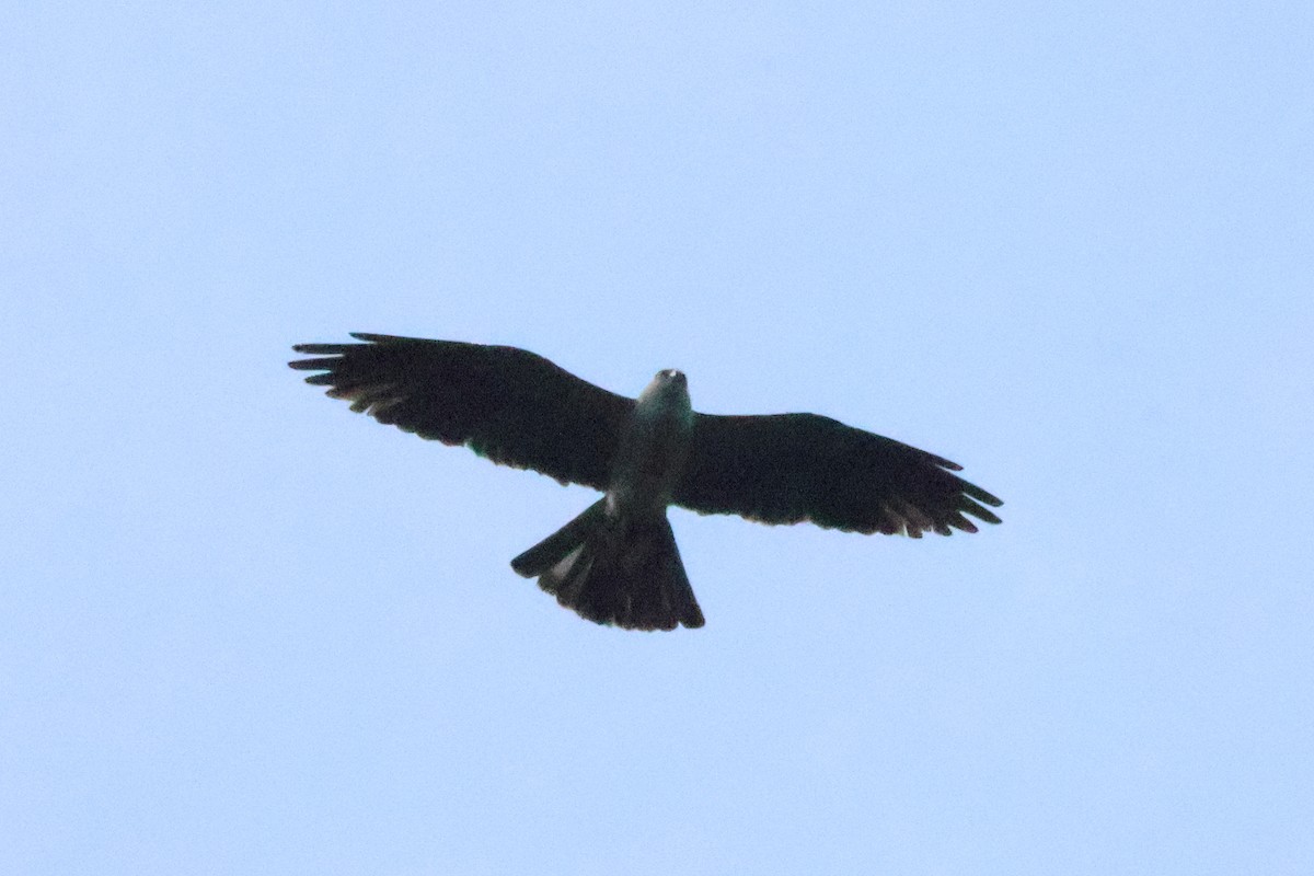 Mississippi Kite - ML644227716