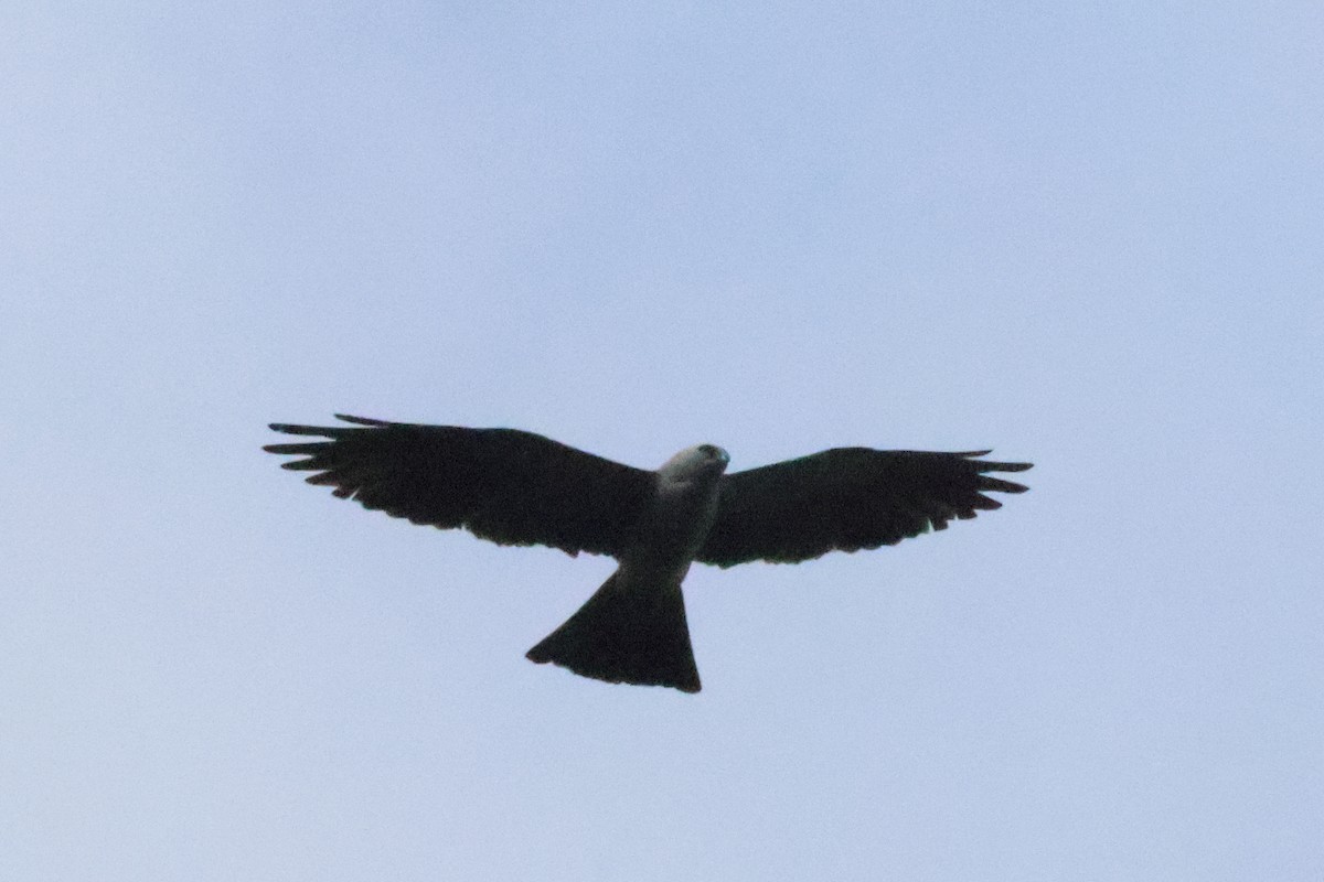 Mississippi Kite - ML644227720