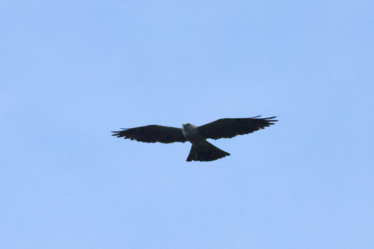 Mississippi Kite - ML644227721