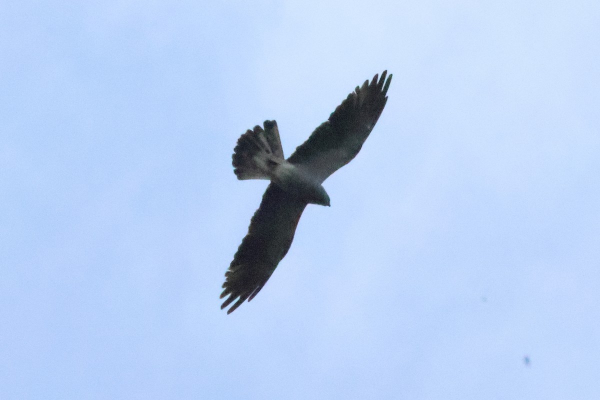Mississippi Kite - ML644227722