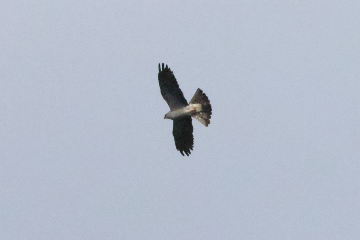 Mississippi Kite - ML644227723