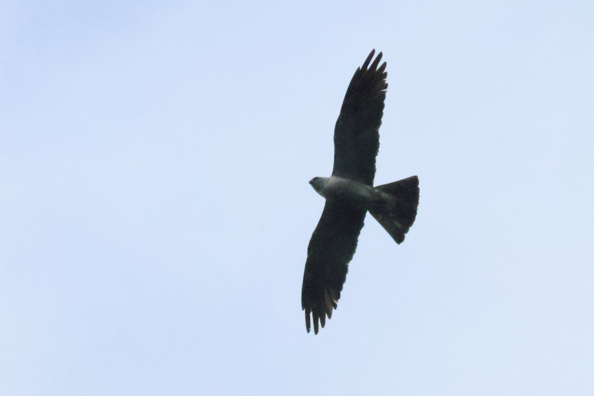 Mississippi Kite - ML644227725