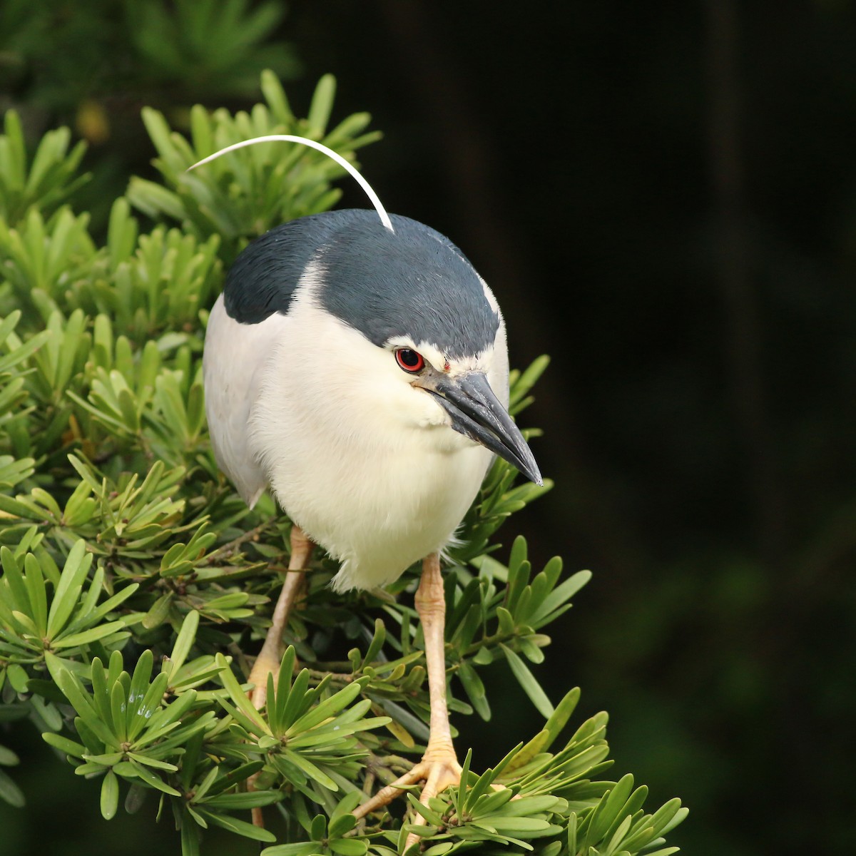 natthegre (nycticorax) - ML644227734