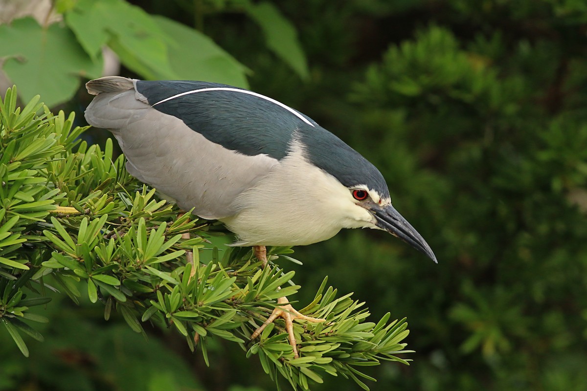 natthegre (nycticorax) - ML644227735