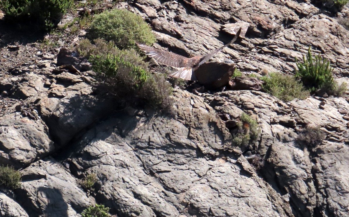 Variable Hawk - ML644227736