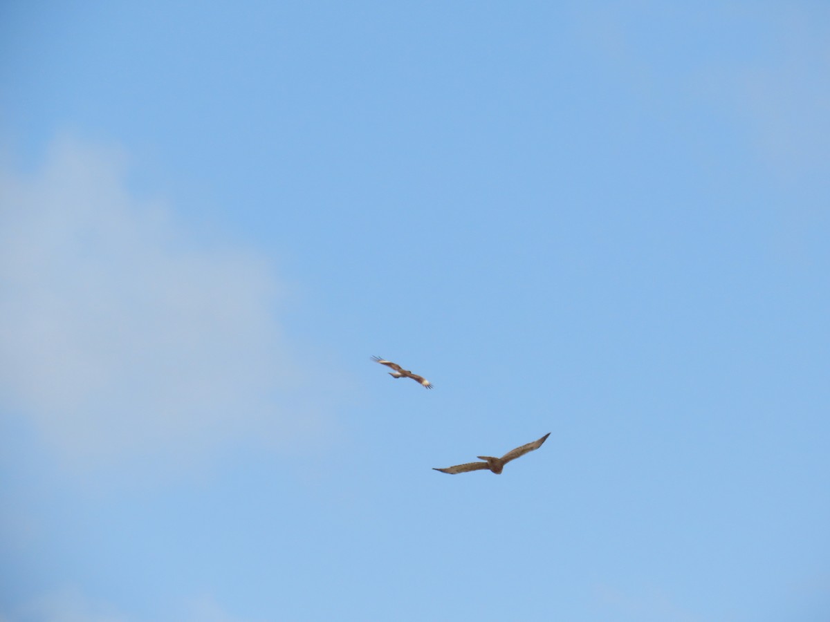 Variable Hawk - ML644227737