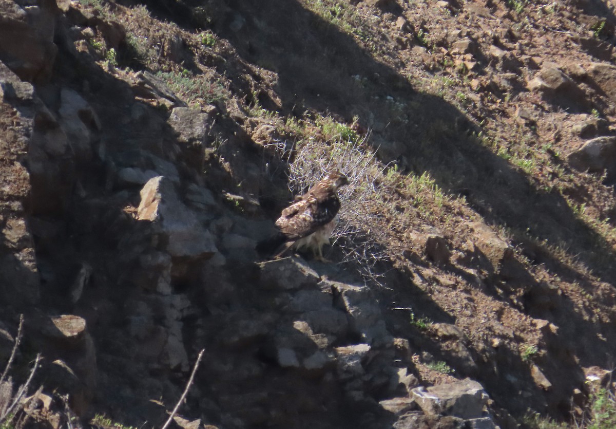 Variable Hawk - ML644227738