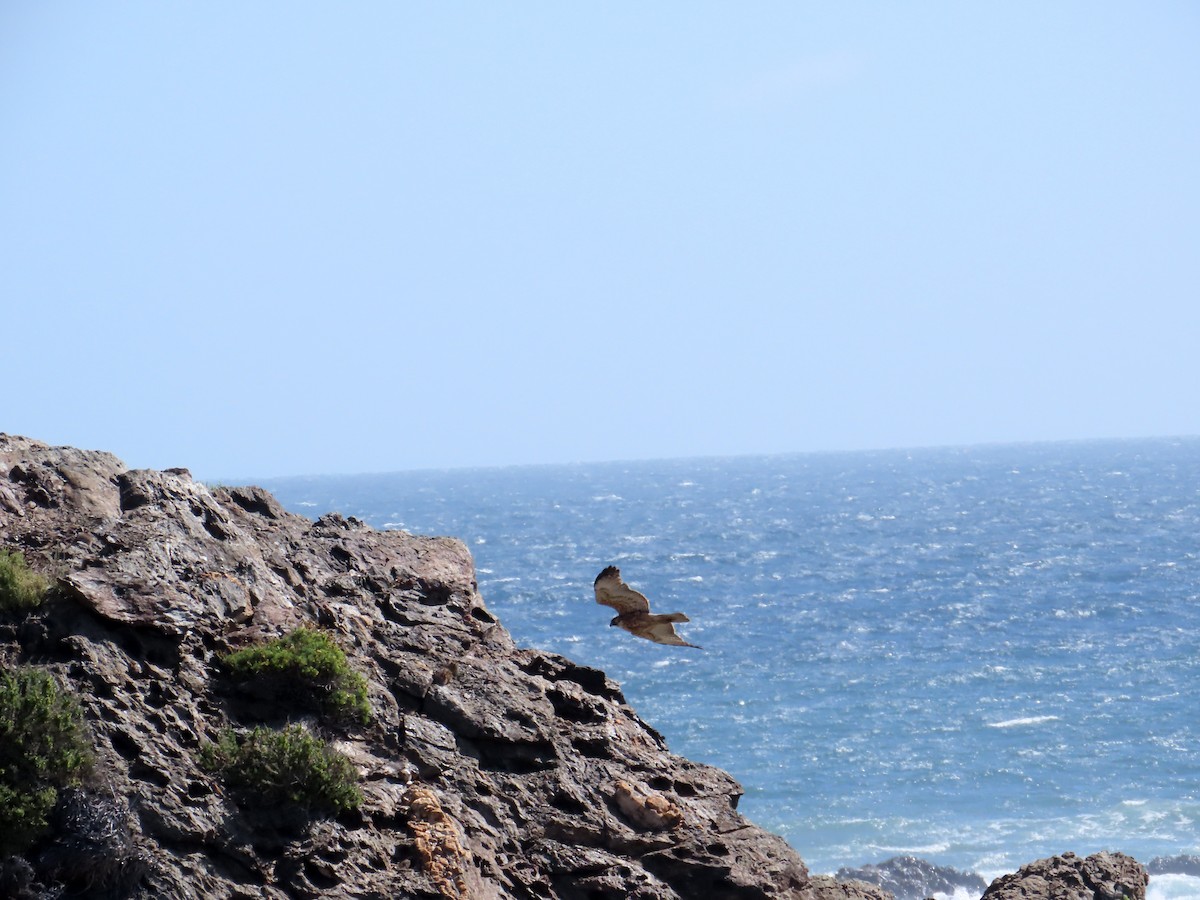 Variable Hawk - ML644227739