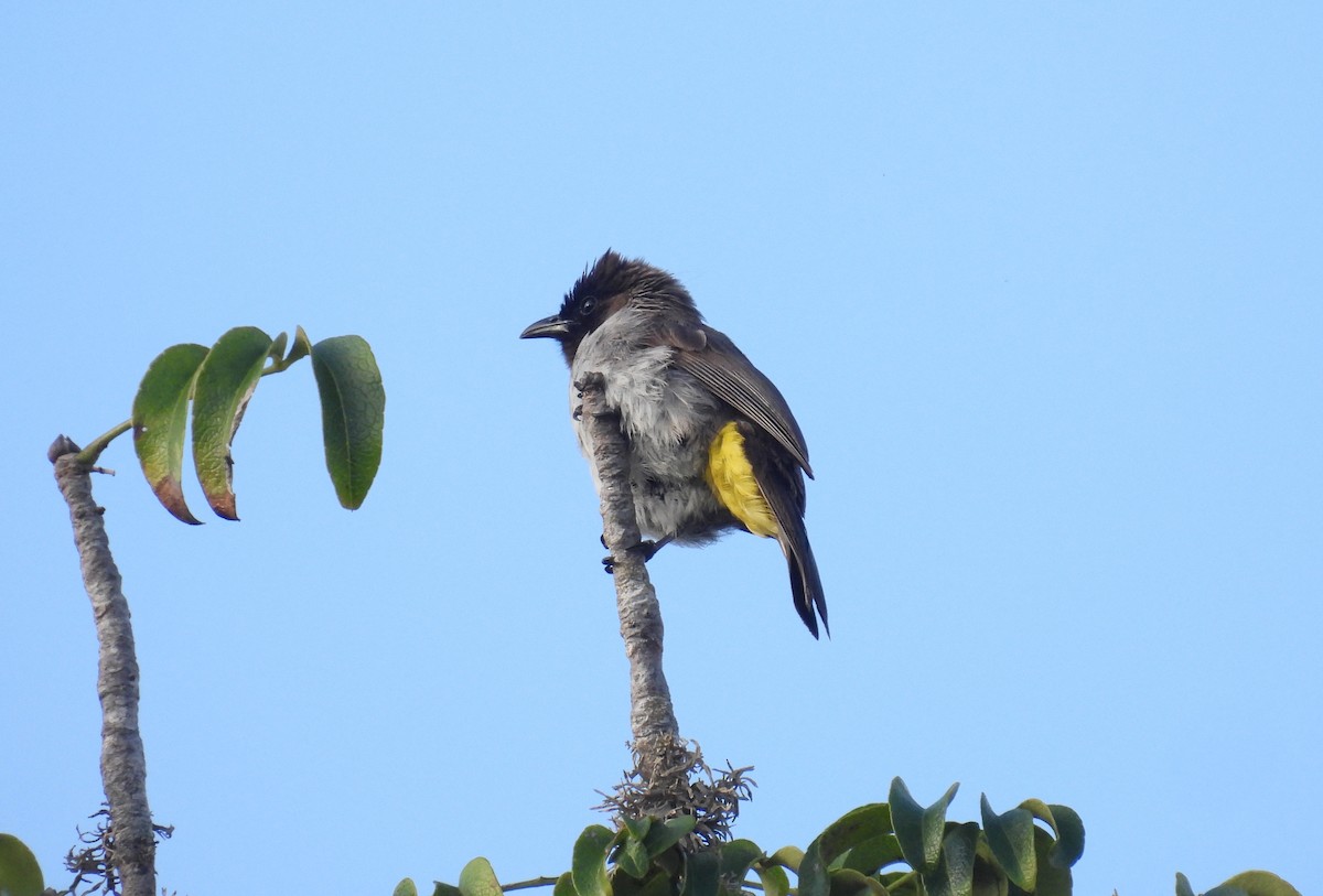 Common Bulbul - ML644227740