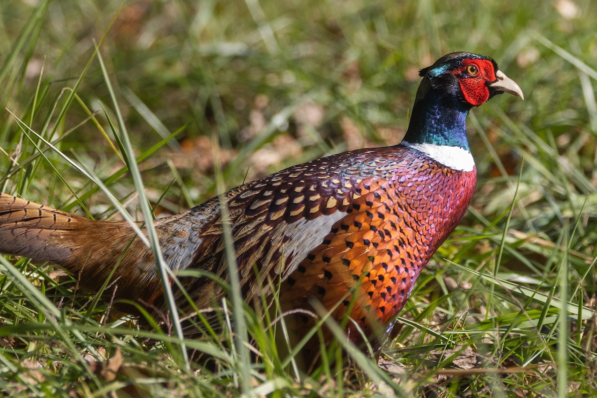 Ring-necked Pheasant - ML644227746