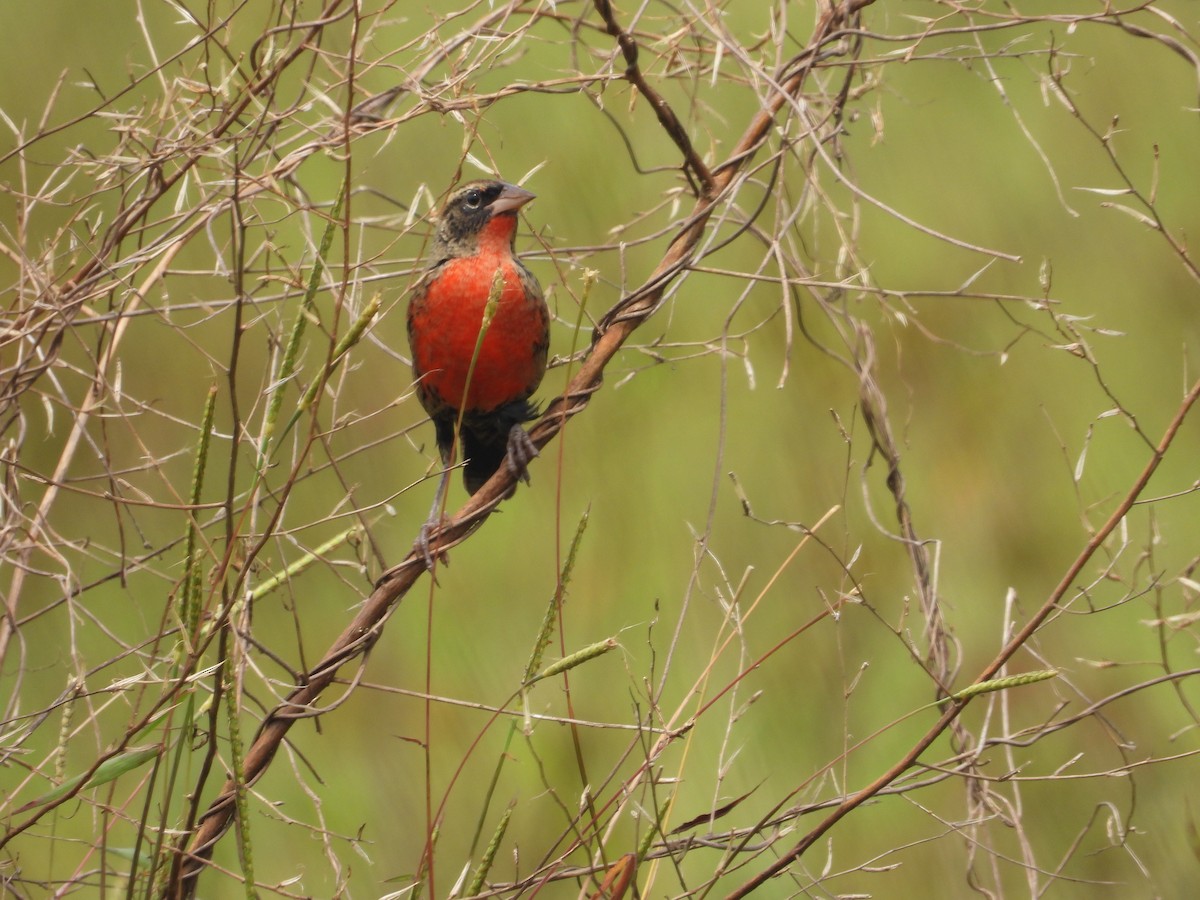 Red-breasted Meadowlark - ML644227757